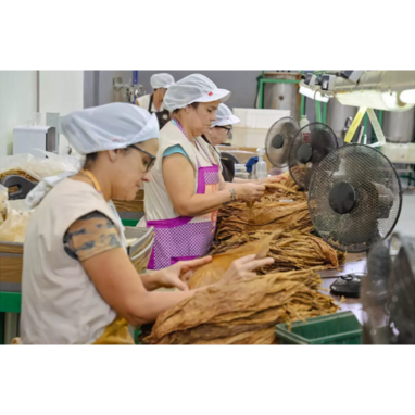 Fabrica cubaneză de cigarillos copleșită de o cerere uriașă din străinătate